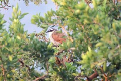 Centropus superciliosus