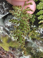 Asplenium sarelii