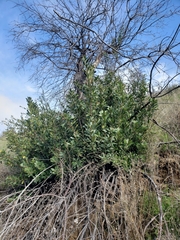 Heteromeles arbutifolia