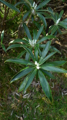 Macrolearia angustifolia
