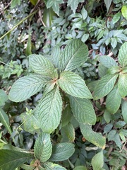 Rhynchotechum discolor