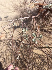 Eriogonum deserticola