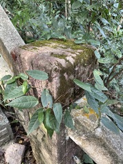 Ficus sarmentosa nipponica