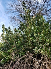 Heteromeles arbutifolia