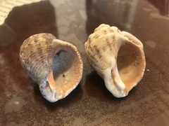 Rapana venosa