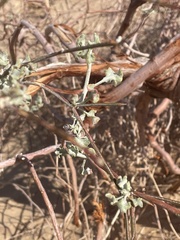 Eriogonum deserticola