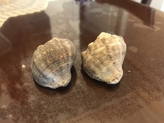 Rapana venosa