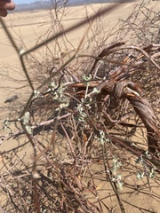 Eriogonum deserticola