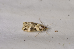 Eudonia aspidota