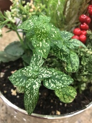 Hypoestes phyllostachya