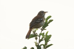 Cercotrichas leucophrys