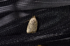Phaeosaces compsotypa