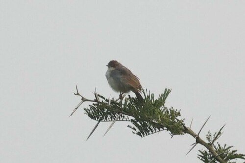 Cisticole chanteuse (Cisticola cantans)