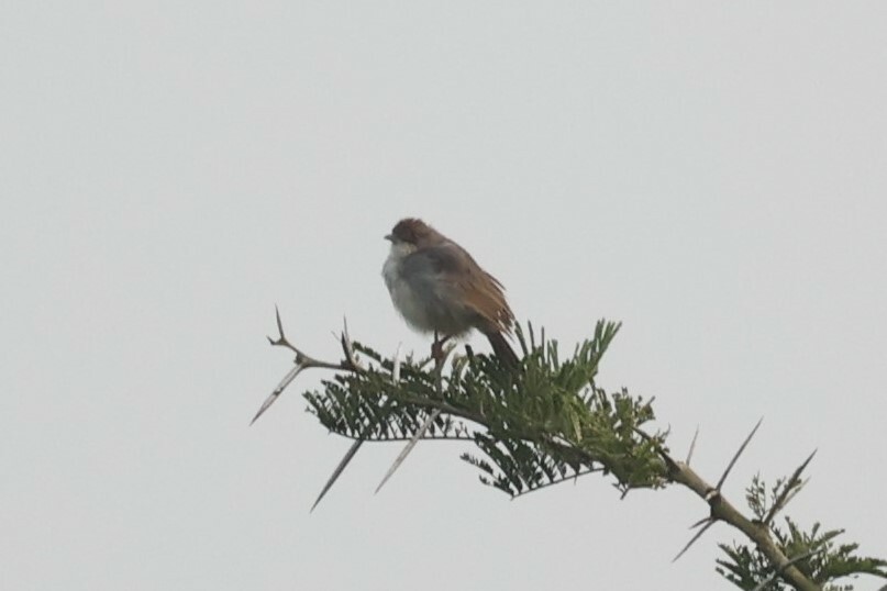 Singing Cisticola illustration