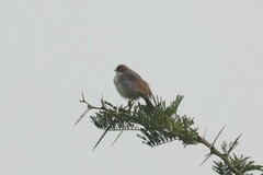 Cisticola cantans