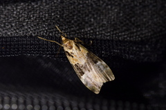 Eudonia aspidota