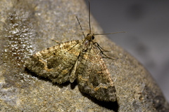 Hydriomena hemizona