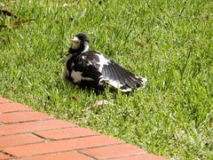 Grallina cyanoleuca
