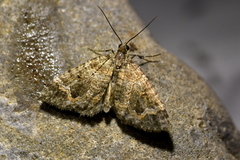 Hydriomena hemizona