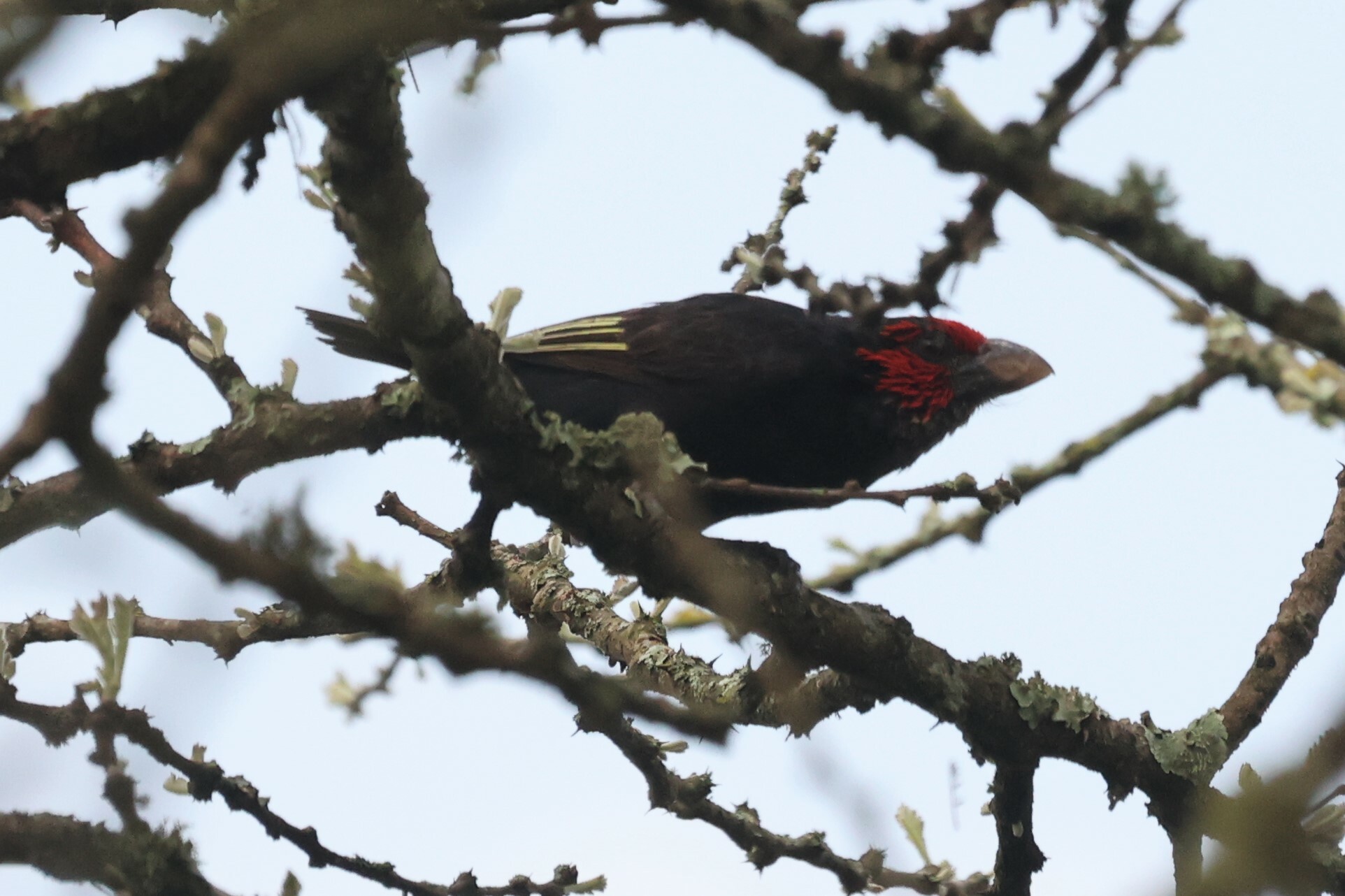 Red-faced Barbet (Lybius rubrifacies), photo 3
