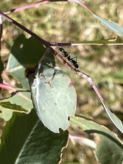 Myrmecia