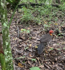 Alectura lathami lathami