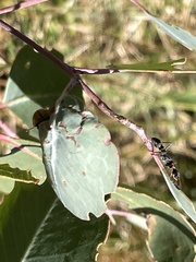 Myrmecia