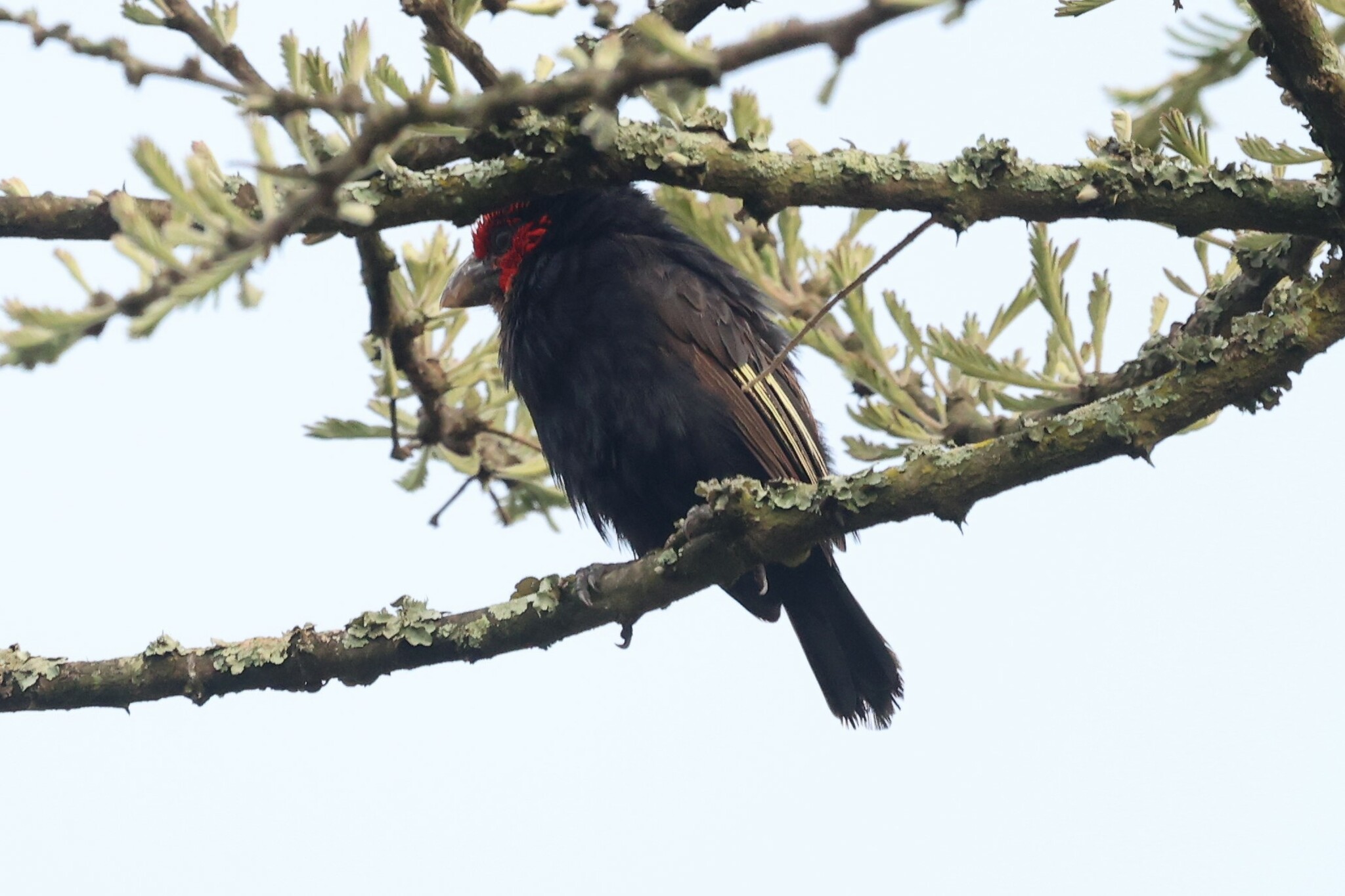 Red-faced Barbet (Lybius rubrifacies), photo 4