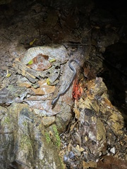 Stegonotus australis