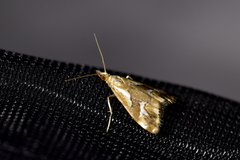 Glaucocharis interrupta