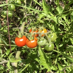 Solanum lycopersicum
