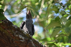 Corvus monedula