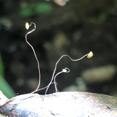 Marasmius crinis-equi