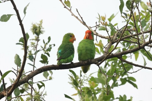 Red-headed Lovebird (Agapornis pullarius), photo 10
