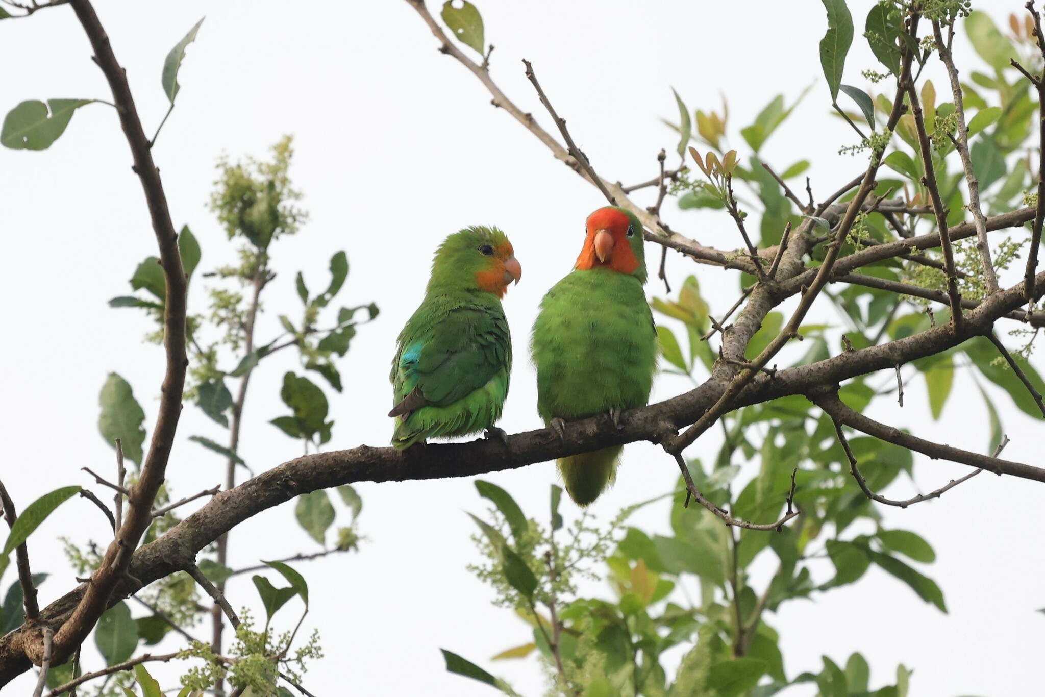 Red-headed Lovebird (Agapornis pullarius), photo 8