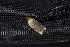 Phaeosaces compsotypa