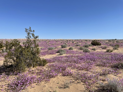 Desert sand verbena (Abronia villosa)