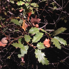 Quercus × ganderi