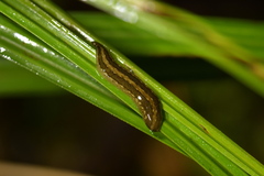 Australopacifica