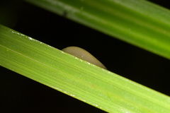 Australopacifica