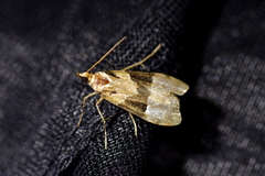 Eudonia aspidota