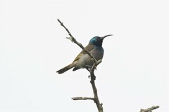 Cyanomitra verticalis