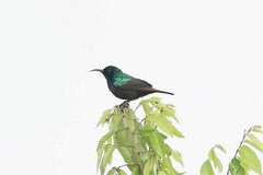 Cinnyris mariquensis