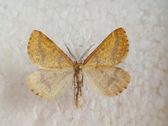 Aspitates ochrearia