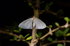 Poecilasthena pulchraria