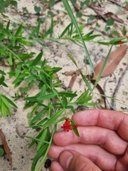 Pimelea punicea