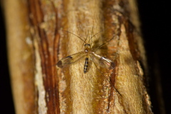 Macrocera