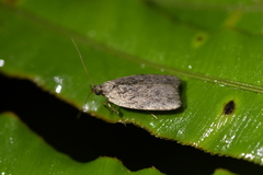 Phaeosaces compsotypa
