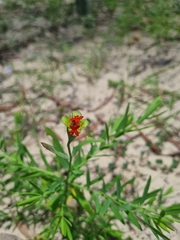 Pimelea punicea