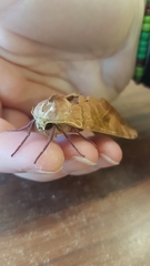 Pseudoclanis postica